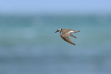 A Little Ringed Plover in flight on the beach
