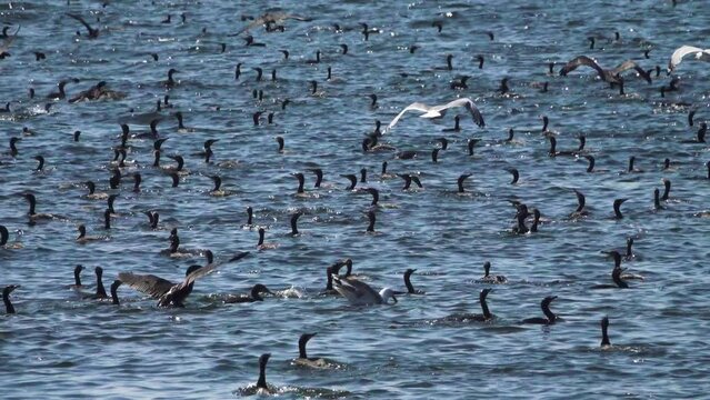 A huge number of birds in the Gulf of Finland. The Baltic Sea. Many young cormorants came out of their nests on the luda (rocky littoral islet) into the sea at the end of the breeding season