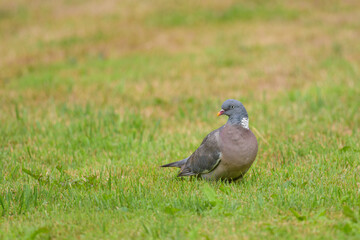 Obraz premium A Common wood pigeon sitting in the grass