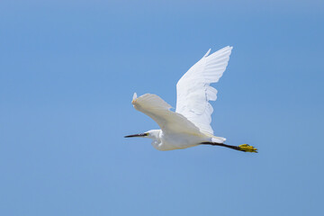A Little Egret flying on a sunny day