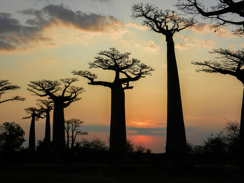 Hermosos &aacute;rboles baobab al atardecer en la avenida de los baobabs en Madagascar