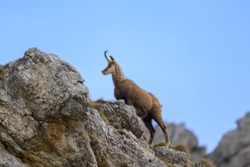A chamois standing on rocks in the Austrian Alps