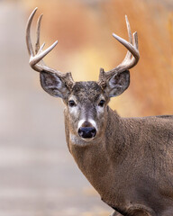 a brown buck with horns that have long antlers on it