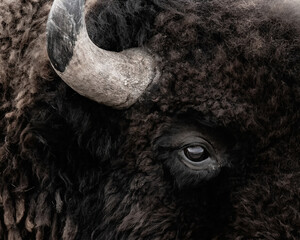Closeup shot of details on a fluffy brown bison with white horns © Wirestock