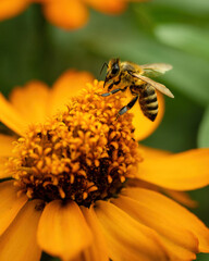 Macro shot of a honeybee pollinating an orange flower, with a blurry green background