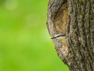 A Eurasian Nuthatch sitting on a tree