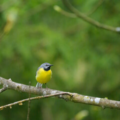 Obraz premium A Grey Wagtail sitting on a twig