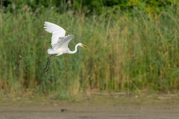 A Great Egret flying low over a pond