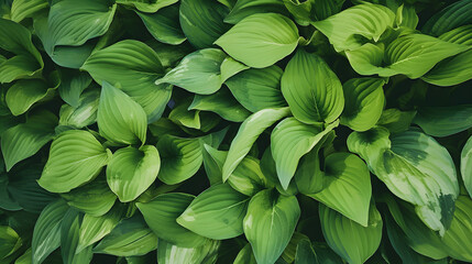 Green leaves hosta plant bush, lush foliage tropic garden plant. Generative AI.