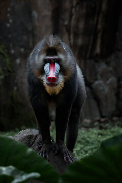 Portrait of a Mandrill (Mandrillus sphinx) standing on a rock in the jungle, Indonesia