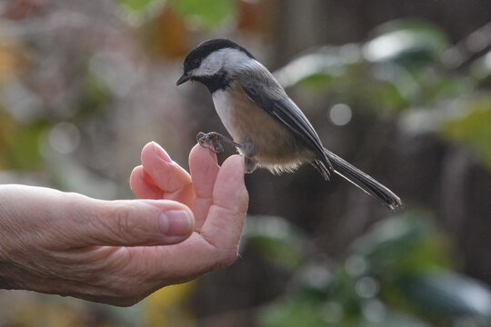 Close-up of a Chickadee (Poecile atricapillus) bird Eating From a person's Hand, British Columbia, Canada