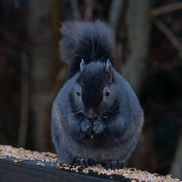 Close-up of a Black Squirrel on a Branch, British Columbia, Canada