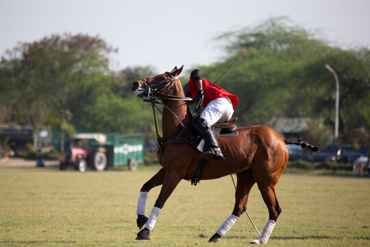 Man on a horse playing a polo match, New Delhi, India