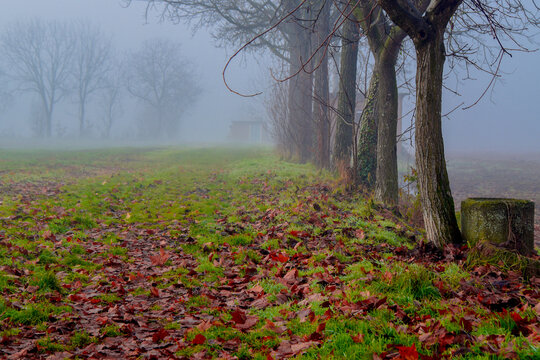 Row of trees in the autumn fog, Cascinagrossa, Alessandria, Piedmont, Italy
