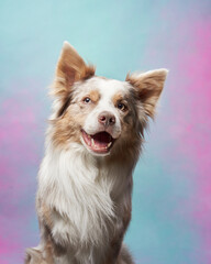 Studio portrait of a Border Collie, smiling brightly. This fluffy dog exudes joy against a pastel...