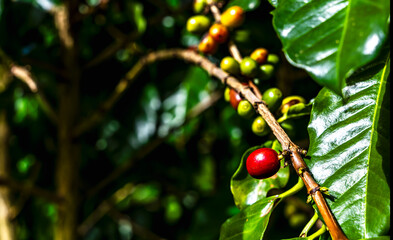Red and green coffee cherries on a branch in coffee plantation 