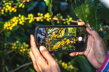 Close up hand of coffee farmer holding phone taking photo coffee berries on trees