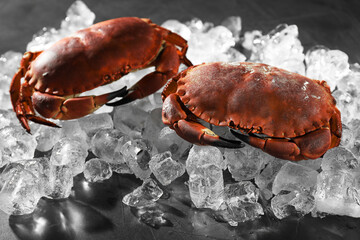 Delicious boiled crabs with ice cubes on grey table