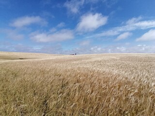 Getreidefelder in Dänemark, Europa