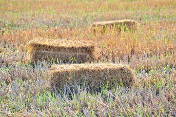 Piled stacks of dry straw collected for animal feed. Mowed dry grass in stack on farm field.