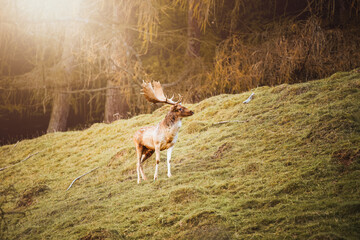 Side view of a red deer stag facing the camera with new growing antlers. The sunlit wildlife mammal...