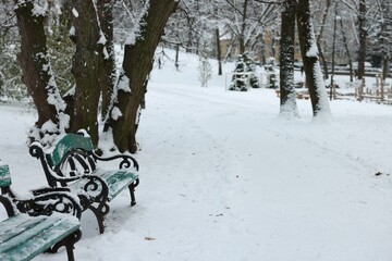 Green wooden benches and trees in winter park