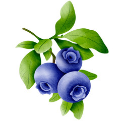 blueberries on a branch with green leaves. The blueberries are plump and ripe, with a deep blue color. The leaves are fresh and green. blueberries watercolor