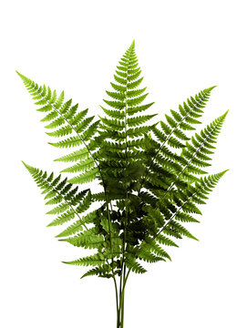 Fern leaf on a transparent background