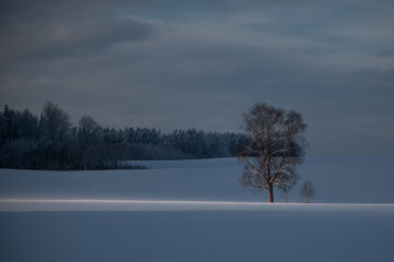 Winter minimalist landscape with a ray of light on a lonely tree on blue snowy field