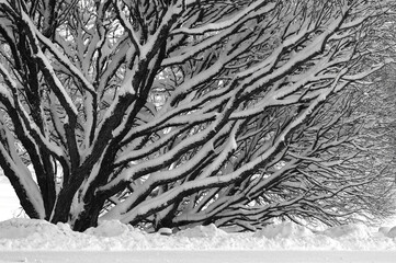 Texture rhythm of snowy tree branches, full frame,black and white, winter abstract background