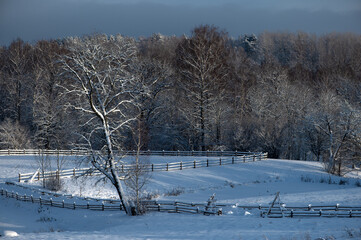 Snow-covered trees and wooden fence, blue sky, winter contrasts
