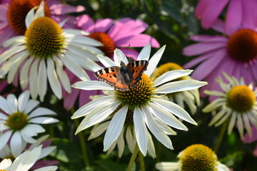 Butterfly on the echinacea flower. White flower. Summer garden