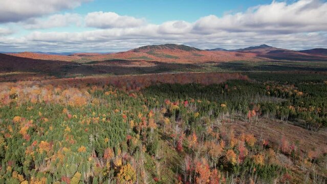 Drone footage of foliage in Maine woods