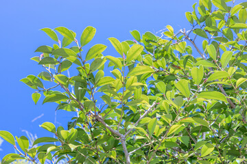 青空に映える榊の葉