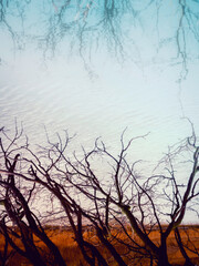 Bare Winter Trees on the windy riverbank. Abstract geometry of lonesome footpath, golden grasses, and water reflections.