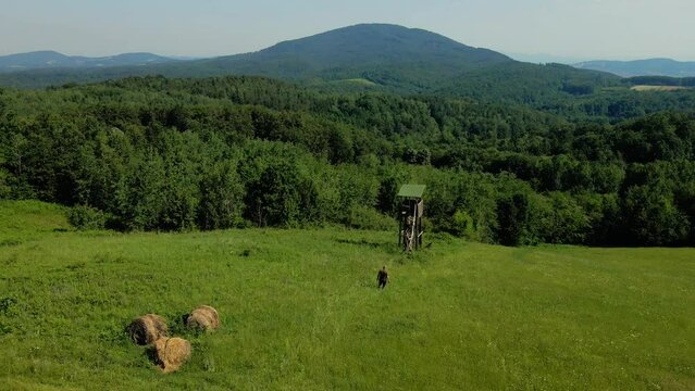A footage of three hunters climbing into tree stand on a meadow with woods and mountain behind them