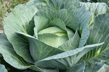 Fototapeta premium View of cabbage ripening in the garden surrounded by wide leaves.