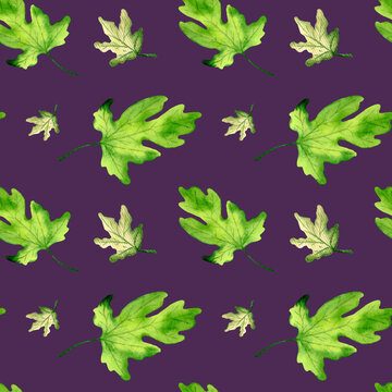 Seamless pattern of watercolor fig leaves on violet background. Fig tree, sycamine. Summer seamless pattern.