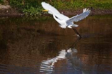 A scenic view of a white Great Egret taking flight in Lacassine National Wildlife Refuge, Louisiana. 