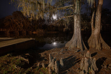A scenic night view of cypress trees at Lorrain Park in the Lacassine Bayou, Louisiana. 