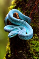 blue viper snake in the forest coiled around a tree trunk,