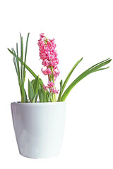 white pot with spring bulbous hyacinth flowers. Isolate on white. PNG available.