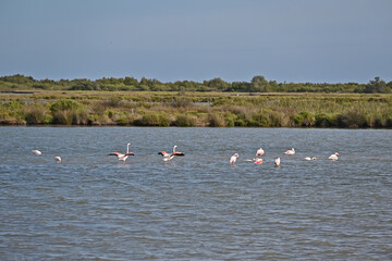 Paludi, canali e laghi con fenicotteri e cigni della Camargue, Arles - Provenza, Francia