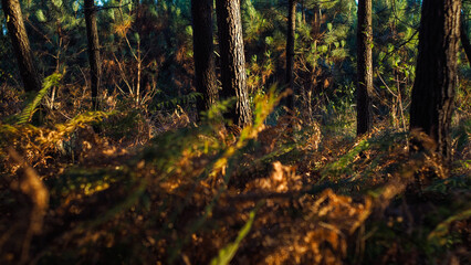 Couleurs chaleureuses dans la forêt des Landes de Gascogne, pendant le crépuscule