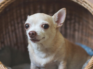 brown short hair chihuahua dog sitting in rattan pet house on Cement floor and pink wall.