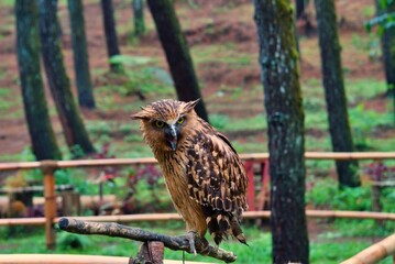 brown owl perched on a tree branch