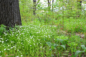 green forest with blooming flowers under the tree wallpaper 