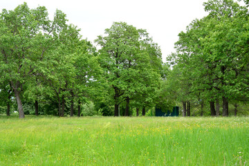 green lawn with green oak trees on background wallpaper 