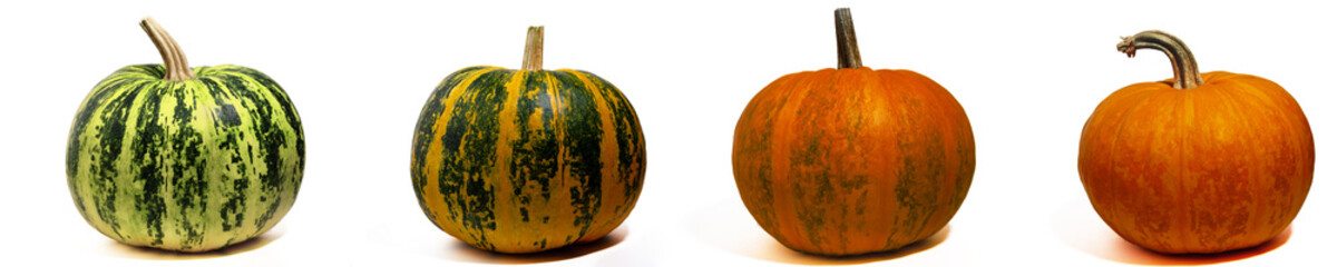 Discoloration of pumpkin fruits in the process of ripening on a white background, side view - obrazy, fototapety, plakaty