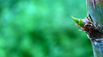 Bamboo leaves and buds on a green background with copyspace